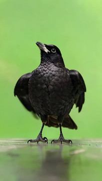 ����չ����д