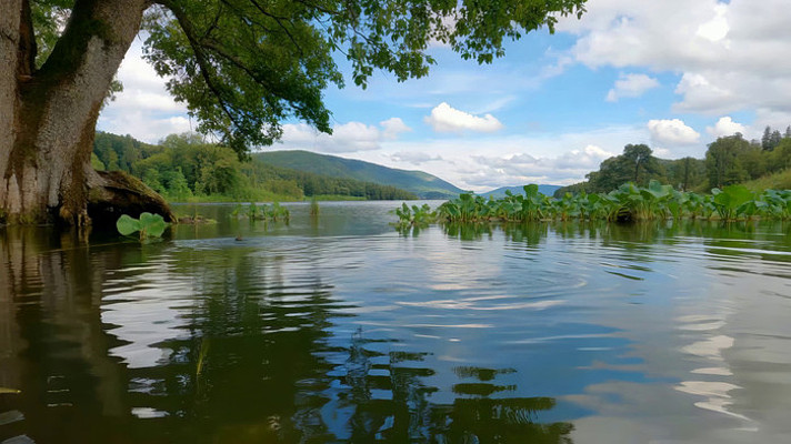 ������ľ��Ȼ���