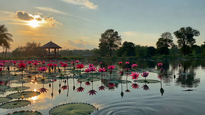 荷塘日落自然风光 荷塘日落自然风光