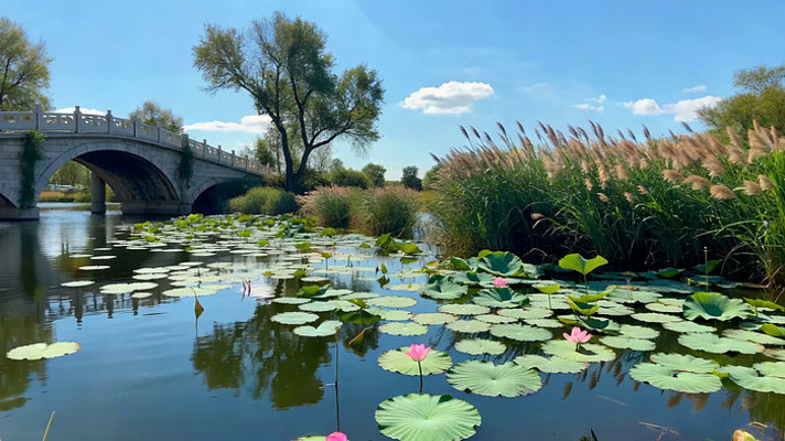 荷塘石桥自然风光 荷塘石桥自然风光