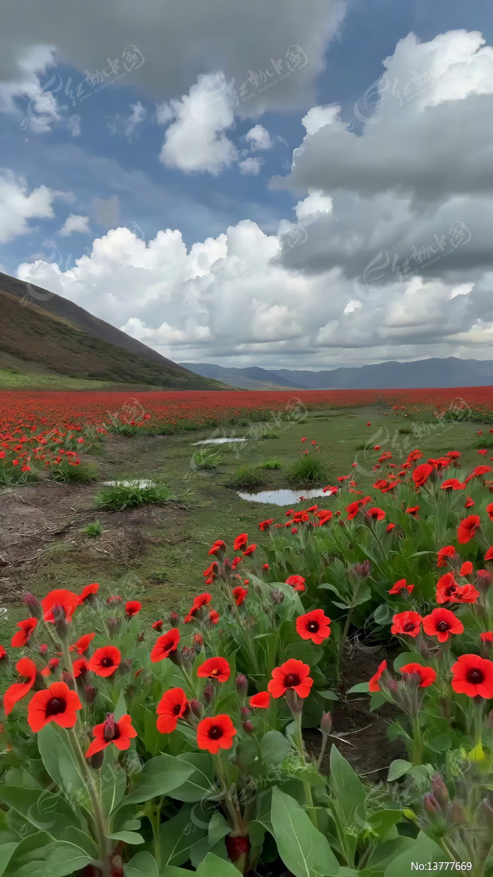 ��ɫ������Ȼ���