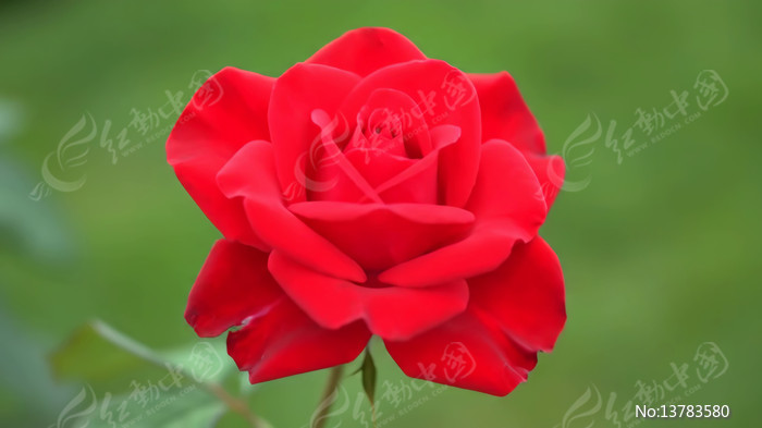 ��ɫõ����д