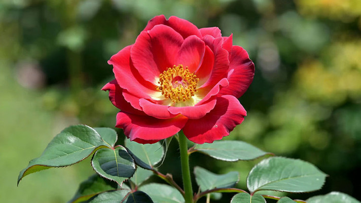 ��ɫʢ���¼�����д�ز�