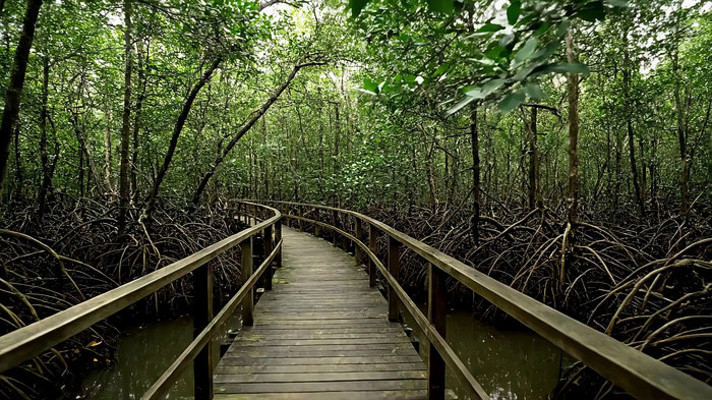 红树林中木质栈道风景 红树林中木质栈道风景