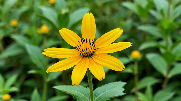 ��ɫ������д