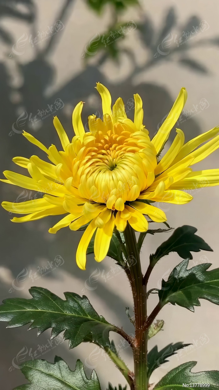 ��ɫ�ջ���д�ز�