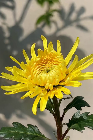 ��ɫ�ջ���д�ز�