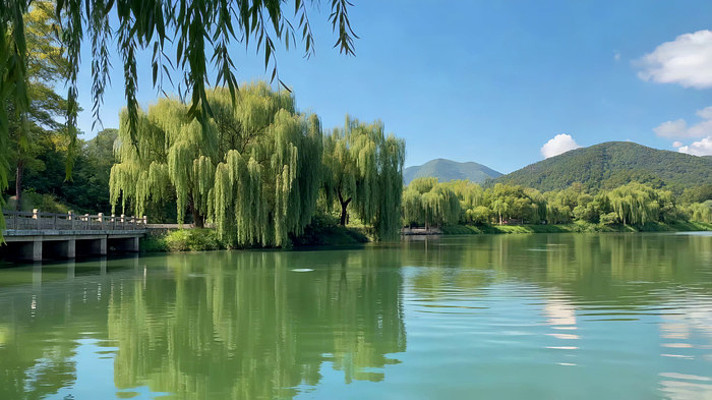 湖边垂柳自然风光 湖边垂柳自然风光
