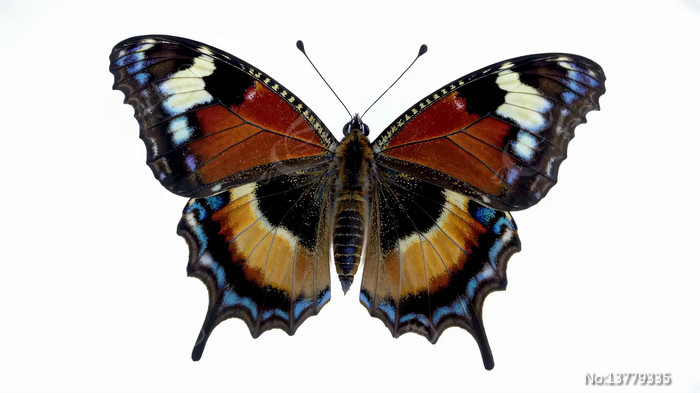 ������д�ز�