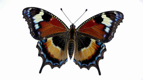 ������д�ز�