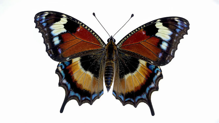 蝴蝶特写素材 蝴蝶特写素材