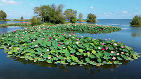 �����ϵĺɻ���Ҷȫ��