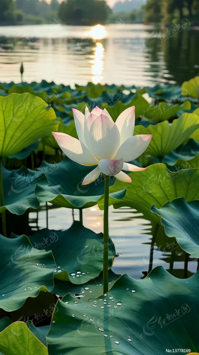 ����ʢ���ĺɻ����Ҷ����