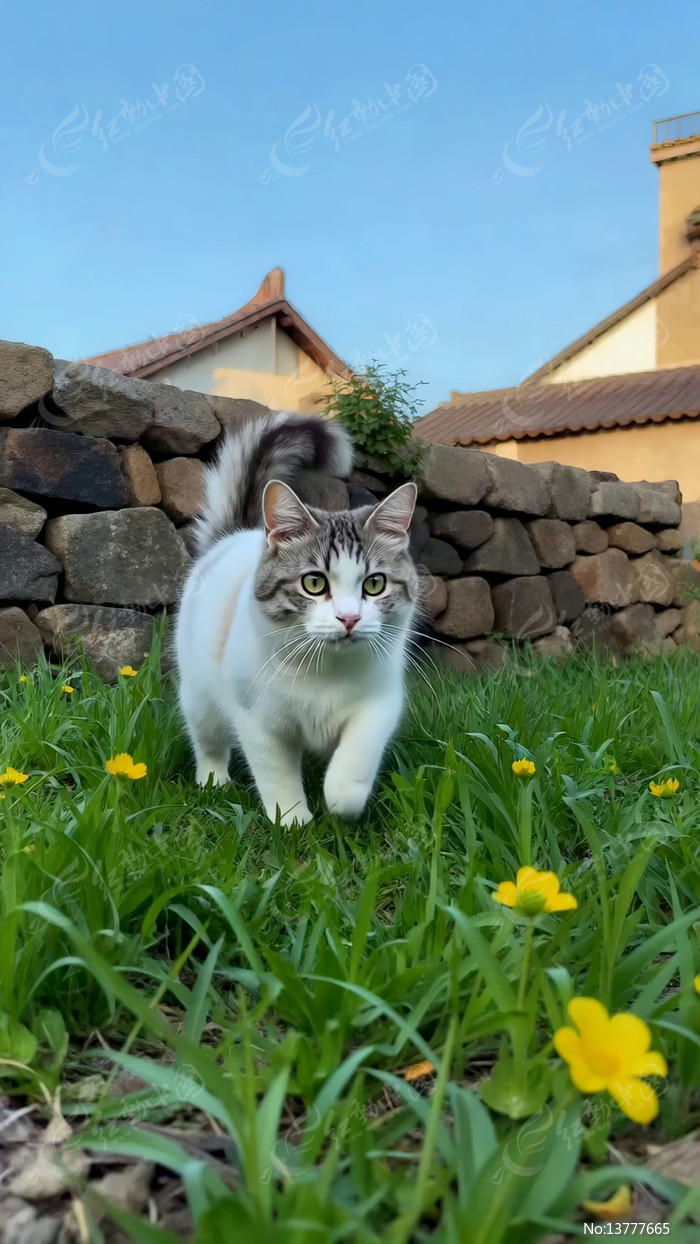 ����ݵ�è�����߻���