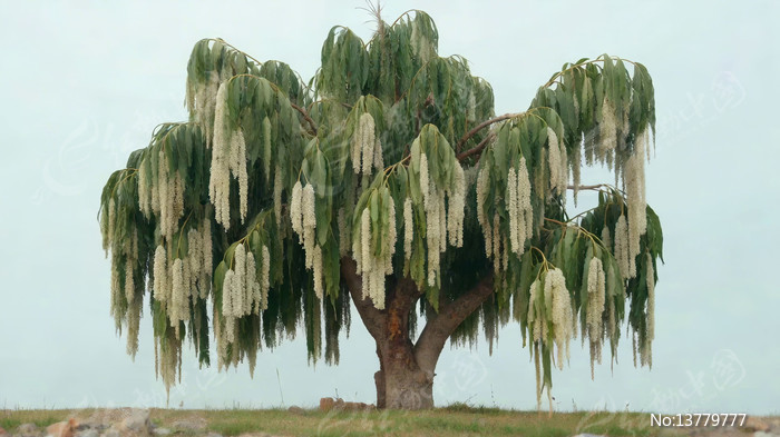 ���ⴹ֦������д