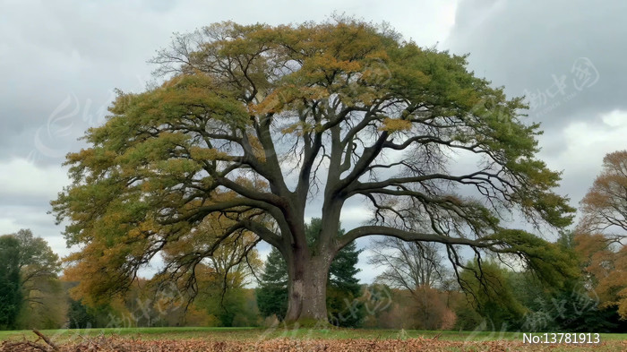 ����޴���ľ��Ȼ���