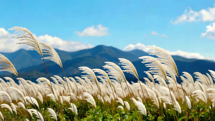户外芦苇荡自然风光 户外芦苇荡自然风光