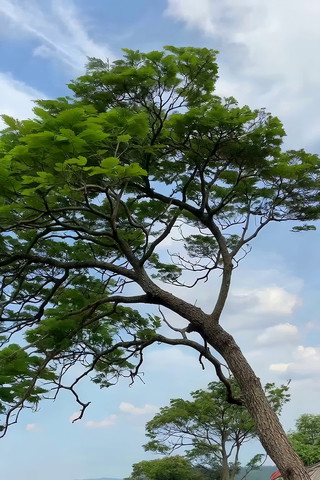 户外倾斜树木自然景观 户外倾斜树木自然景观