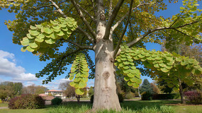 ������������Ȼ����ز�