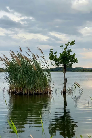 ����С����«έ��Ȼ����