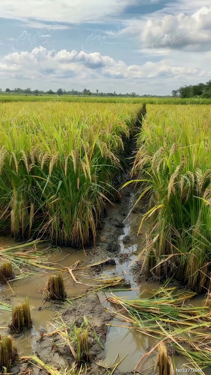 ��Ƶ�����Ȼ���