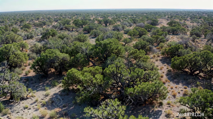 ���и��ɭ��ֲ������