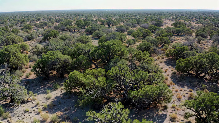 ���и��ɭ��ֲ������