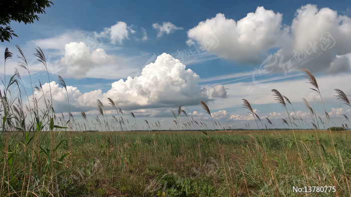 ��������µĲݵط��