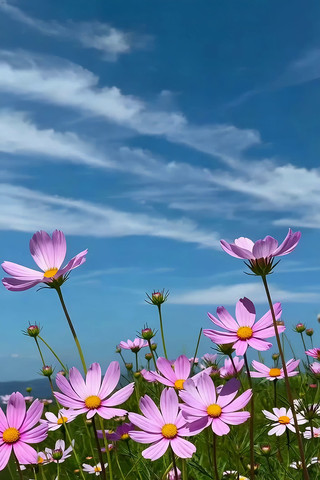 ��������µĸ�ɣ��