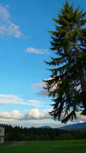 ��������µ�������ɭ�־���