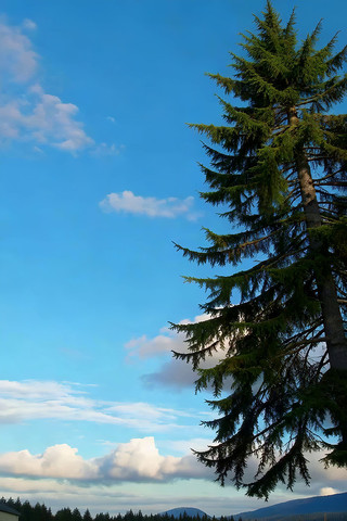 ��������µ�������ɭ�־���