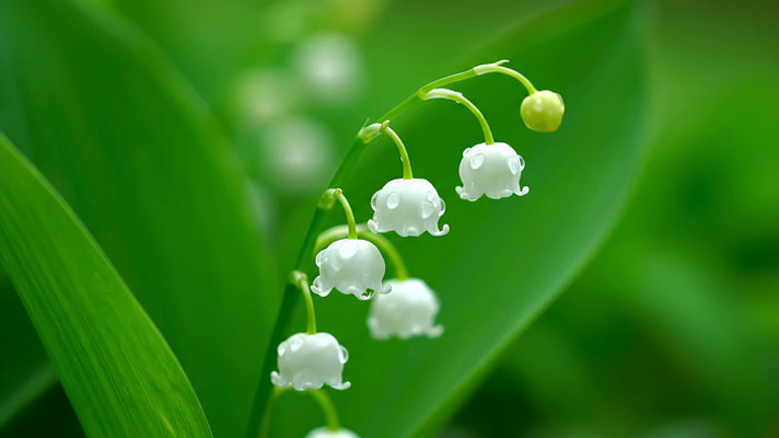 铃兰花微距特写素材 铃兰花微距特写素材