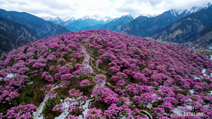 ��֥��ɽ�һ���Ȼ���