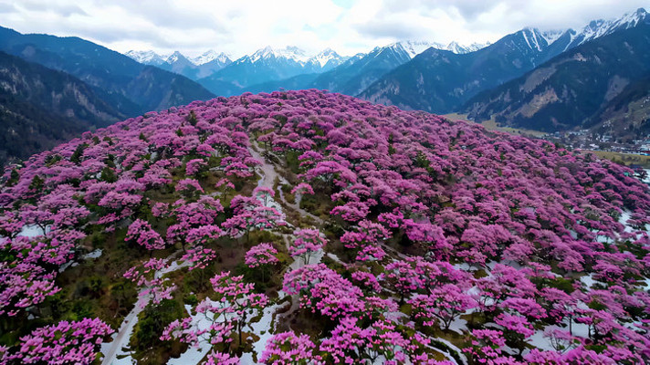 ��֥��ɽ�һ���Ȼ���