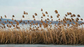 «έ����Ȼ����ز�