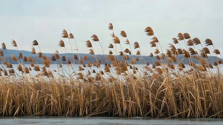 芦苇荡自然风光素材 芦苇荡自然风光素材