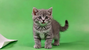 ��Ļǰ�ɰ�Сè�ز�