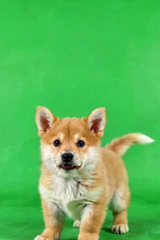 ��Ļǰվ���Ĳ�Ȯ��Ȯ