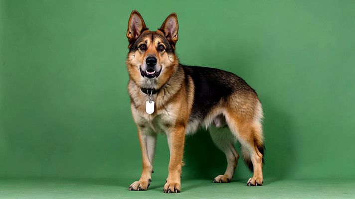 绿幕前站立的德国牧羊犬 绿幕前站立的德国牧羊犬