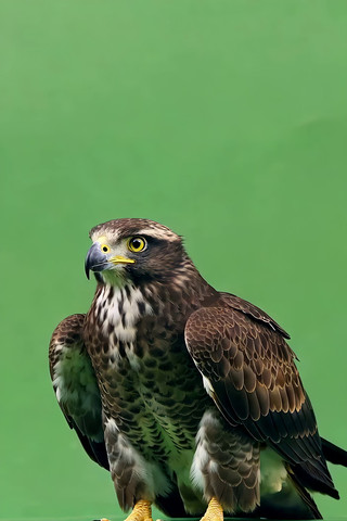 ��Ļǰվ������ӥ