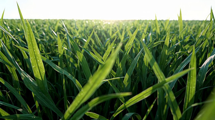 ��ɫС��ũ����д