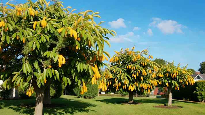 ��Ҷ�ƻ���ľ���⾰��