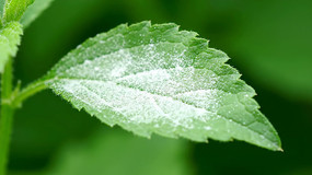 ��Ҷ��д����ɫ��ĩ����