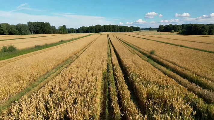 麦田俯瞰全景 麦田俯瞰全景