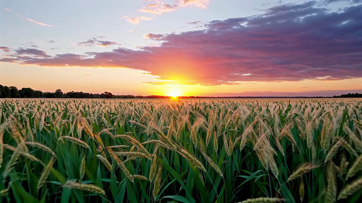 麦田日落自然风光 麦田日落自然风光