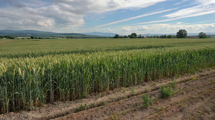 麦田田园风光全景 麦田田园风光全景