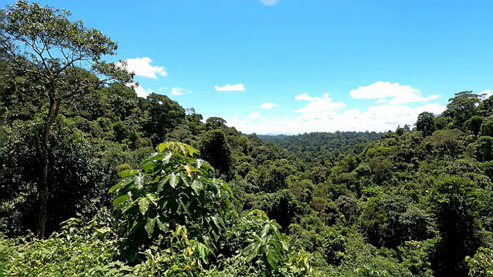 茂密森林全景 茂密森林全景