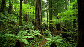 ï��ɭ���е���Ȼ����