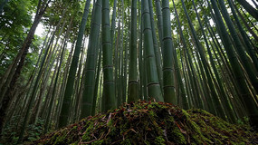 ï��������Ȼ���