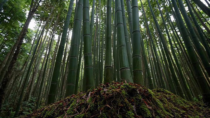 茂密竹林自然风光 茂密竹林自然风光